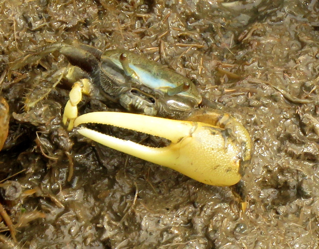 A fiddler crab shows off their huge claw.